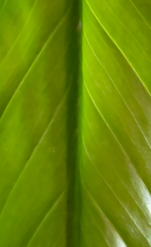 Leaves by Alleesha MacDonald